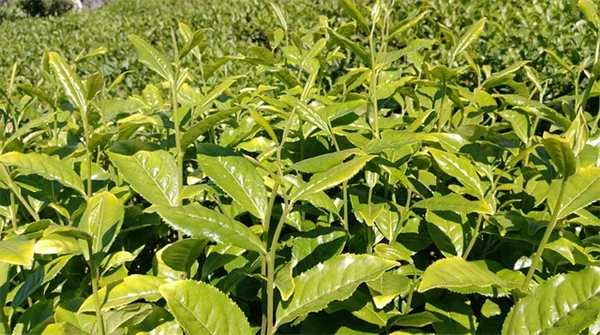 暗闇で野菜は育つ？低光室内园艺のコツと私の実践法