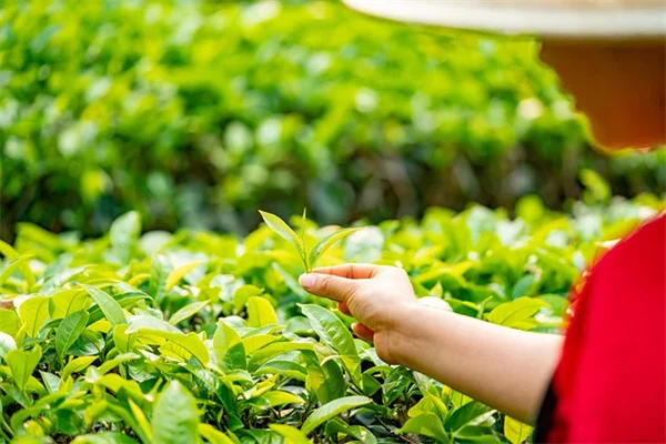 冬の雑草対策は段ボールで決まり！私が実践する簡単な方法
