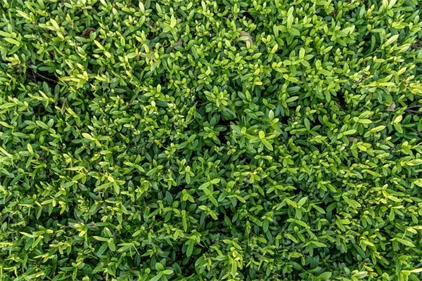 使いかけ石鹸の庭での5つの使い方でお金を節約