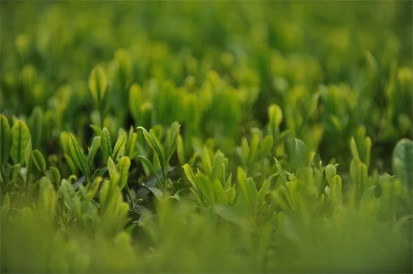受粉媒介者に有害な植物7選！避けるべき花と安全な選び方